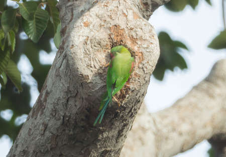 Alexandrine Parakeet on the tree outdoor.