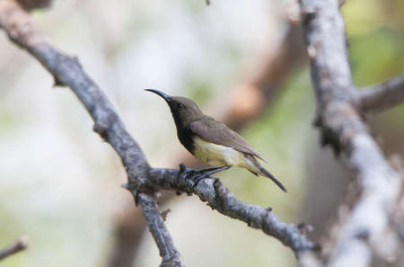 A bird on dry branch.の写真素材