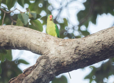 Alexandrine Parakeet on the tree outdoor.