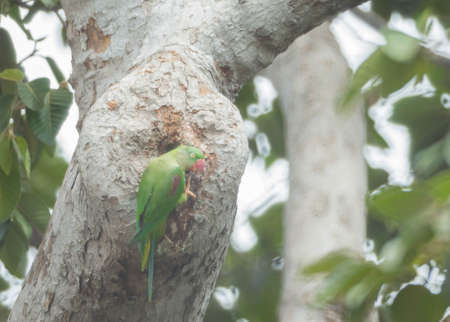 Alexandrine Parakeet on the tree outdoor.