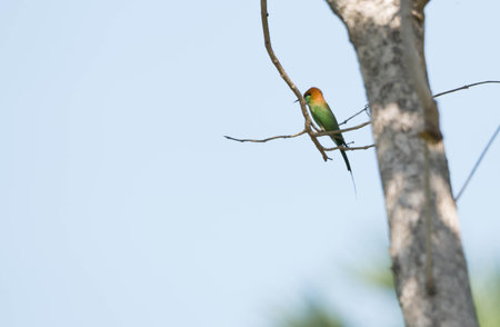 Green Bee-eater holding on tree.の写真素材