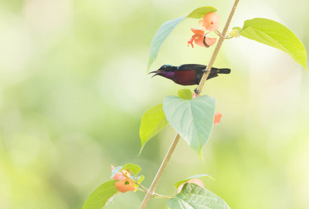 Van Hasseltâs Sunbird standing on the Chinese Hat Plant.の写真素材