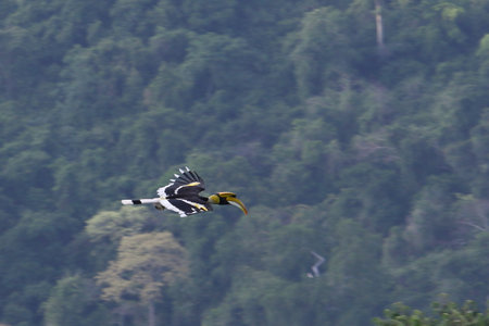 Great Hornbill is flying through the forest.の写真素材