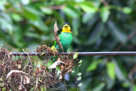 Long-tailed Broadbill are building nests on power lines.の写真素材