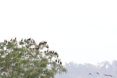Plain-pouched Hornbill are standing on a tree.の写真素材