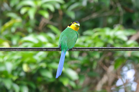 Long-tailed Broadbill standing on wire.の写真素材