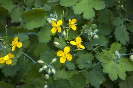 Green leaves to create the background and for the textureの写真素材