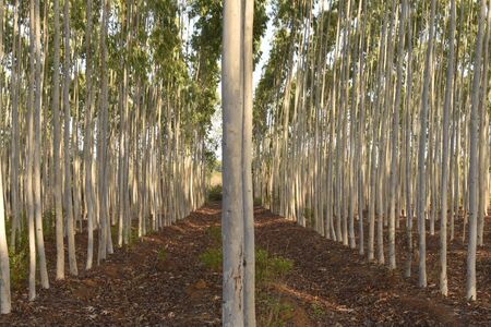 EUCALYPTUS TREES IN THE FOREST WITH BEAUTIFUL ROWSの写真素材