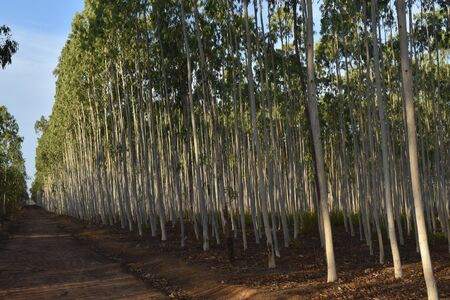 GREEN COLORED LEAVES OF EUCALYPTUSの写真素材