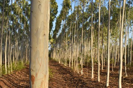 EUCALYPTUS FARM IN A ROW VIEWの写真素材