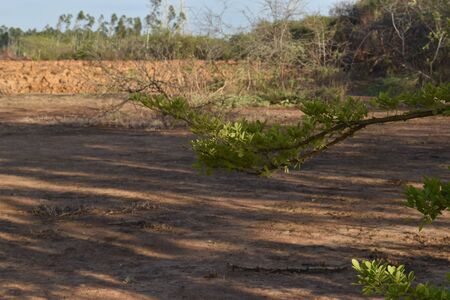 COLORFUL STEM IN THE FORESTの写真素材