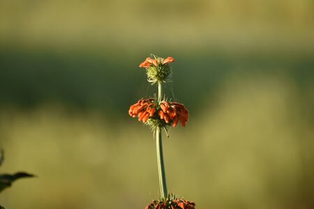 selective focus of beautiful wild red flower, red flowers with many green leaves in the field, with...