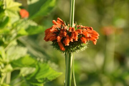 selective focus of beautiful wild red flower, red flowers with many green leaves in the field, with...
