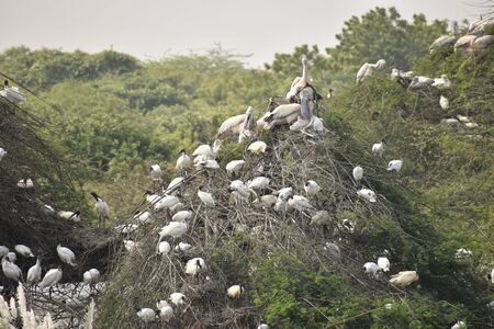 group of beautiful pelican and it's babies sitting on the tree, on the lake, in india and also we...
