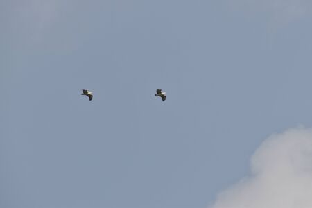 Two beautiful Pelicans flying against the blue sky. in india