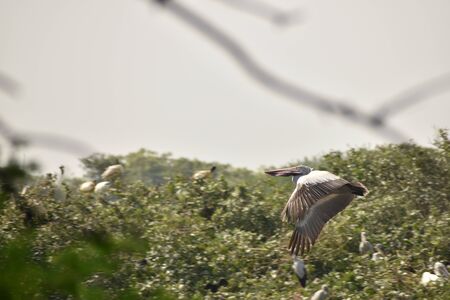 A beautiful Pelican flying against trees and blue sky. in india