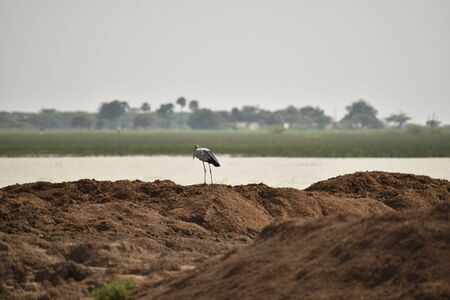 a white color crane was sitting on the top of the pond.の写真素材