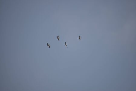 a group of pelican birds are flying in the blue sky
