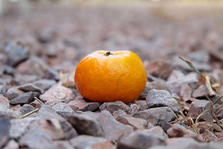 mandarin orange is on the stonesの写真素材