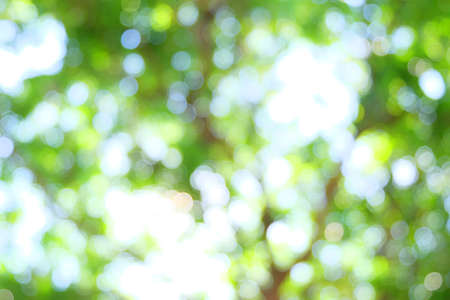 bokeh of tree backgroundの写真素材