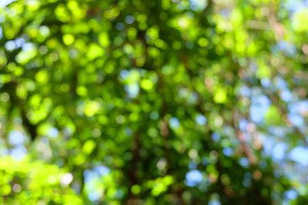 bokeh of tree backgroundの写真素材