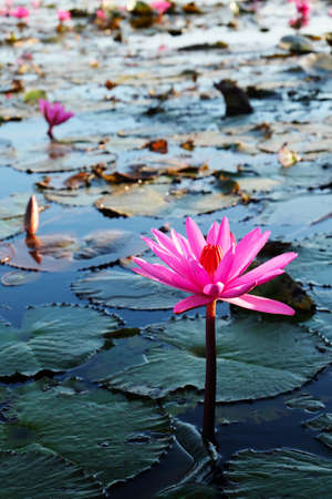 Red Lotus Marine of Thailandの写真素材