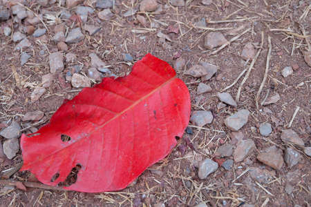 red maple leave on ground.の写真素材