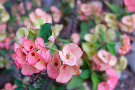 The Crown of thorns, Christ Thorn.Desert Rose (Desert Rose).の写真素材