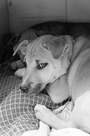 Cute baby dog with sad eyes in Thailandの写真素材