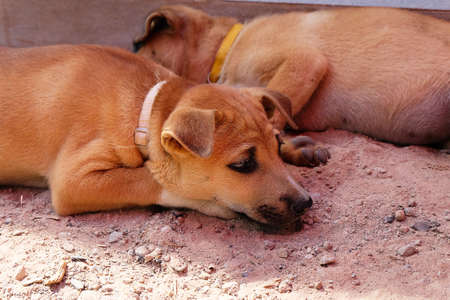 Cute baby dog with sad eyes in Thailandの写真素材