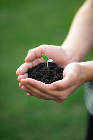 hands hold the soil with a sprout. Nature concept.の写真素材