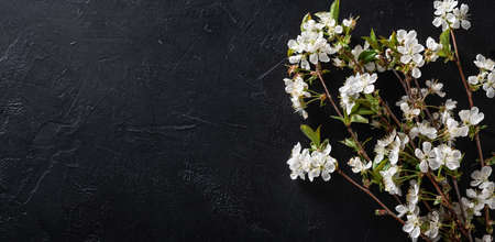 Blooming cherry branches on a black background , place for textの写真素材