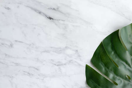 Monstera leaf on marbleの写真素材
