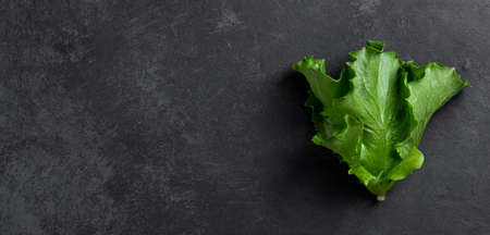salad lettuce plant on a dark stone background, top view, copy space, bannerの写真素材