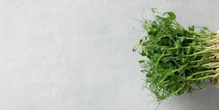 pea microgreen on white background, top view, copy space