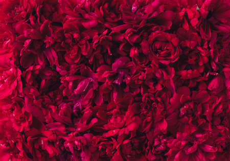 floral textured monochrome background, red-burgundy colorの写真素材