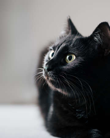 Black cat looking up, selective focusの写真素材