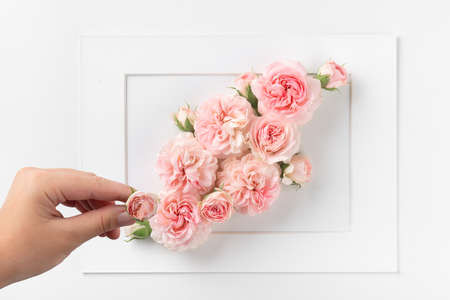 female hand holding a flower and making a bouquet of roses in frame on white background, creative...