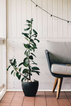 ficus houseplant in ceramic pots on the terrace of the house, selective focus