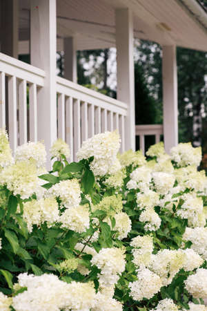 hedge of hydrangea along the house, landscape design, selective focusの写真素材