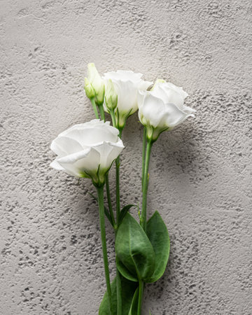 White eustoma flower on gray stone backgroundの写真素材