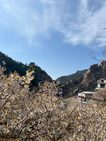 In spring, vibrant flowers adorn the stunning landscape of mountains and blooming cherry blossom trees. Laoshan Mountains, Qingdao, Chinaの写真素材