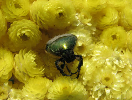 macro shot of a beetle in a yellow flowers