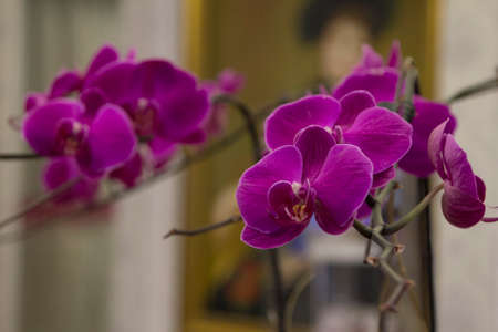 Fresh orchidsの写真素材