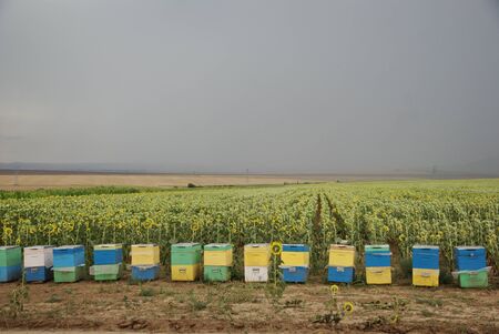 line of coloured beehives front of a sunflowers fieldの写真素材