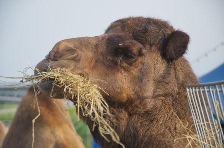 meal time for the dromedaryの写真素材