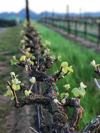Long shot of grapes budding in spring timeの写真素材
