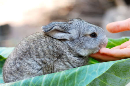 rabbit on  sheet of cabbage and child's handの写真素材