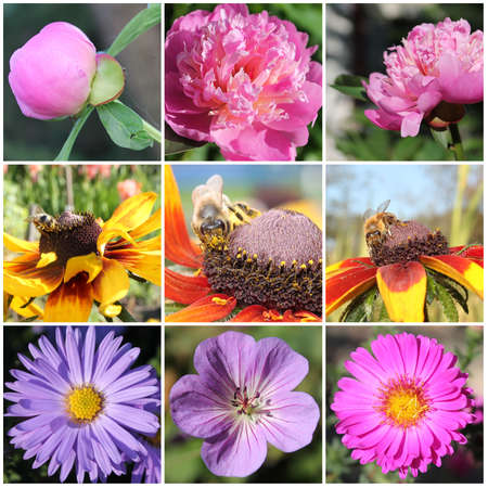 Flowers and bees collageの写真素材