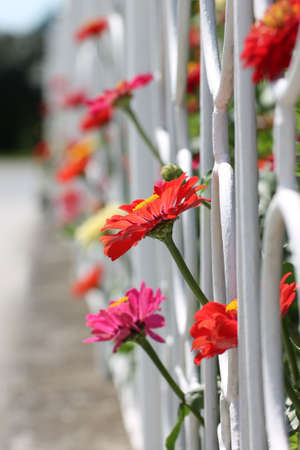 Red and pink flowers with white fenceの写真素材